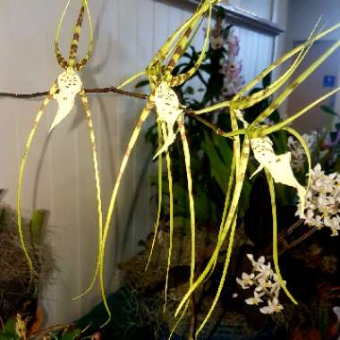 Brassia verrucosa