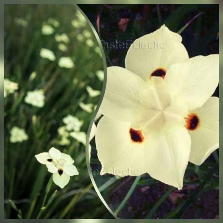 Plant image Dietes bicolor