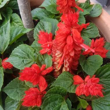 Salvia splendens