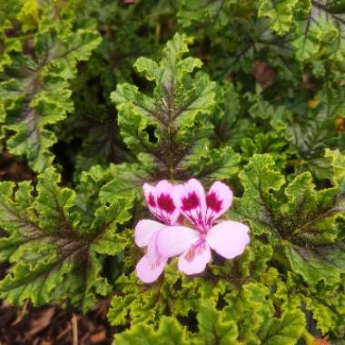 Pelargonium 'Royal Oak'