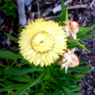 Xerochrysum bracteatum 'Cottage Yellow'