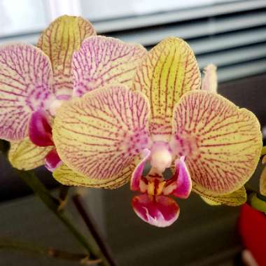 Phalaenopsis 'Jungle Cat Stripes'