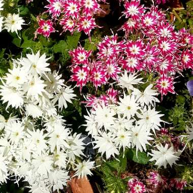 Phlox drummondii 'Twinkle Star' (Mix)