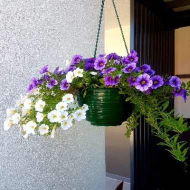 Calibrachoa 'Superbells®'