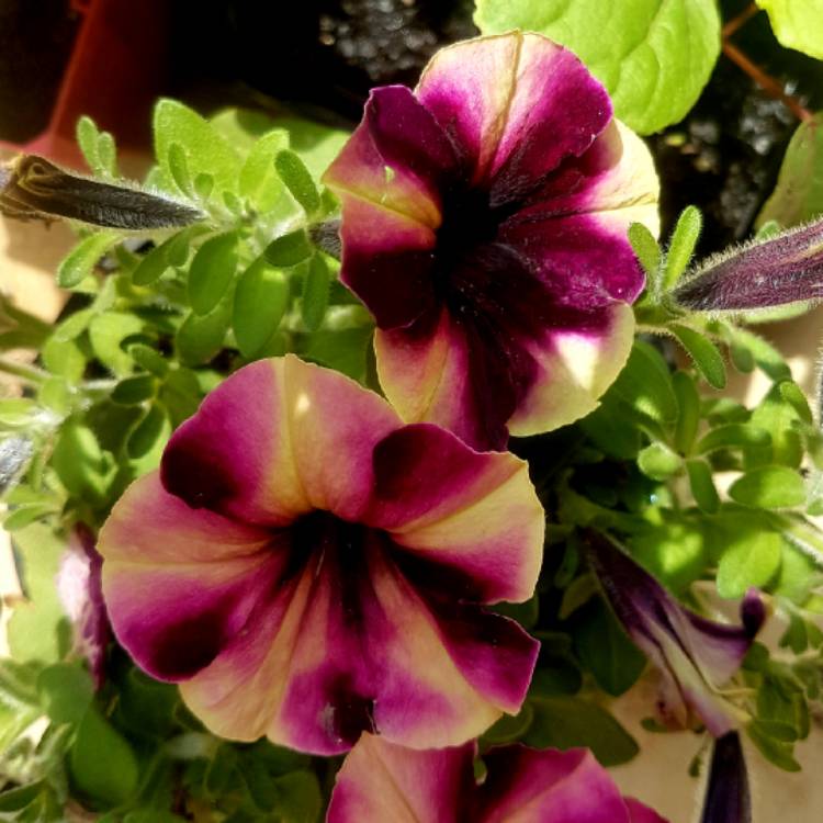 Plant image Petunia 'Wespecrapul' (Crazytunia Series) syn. Petunia 'Pulse'