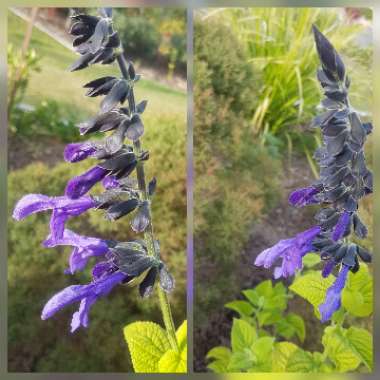 Salvia Guarantica 'Costa Rica Blue'