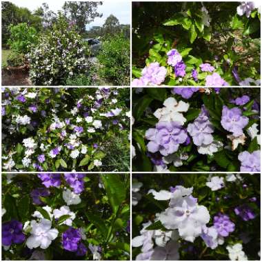 Brunfelsia pauciflora syn. Brunfelsia calycina