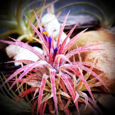 Tillandsia Ionantha v Hamimula 'Mexico'