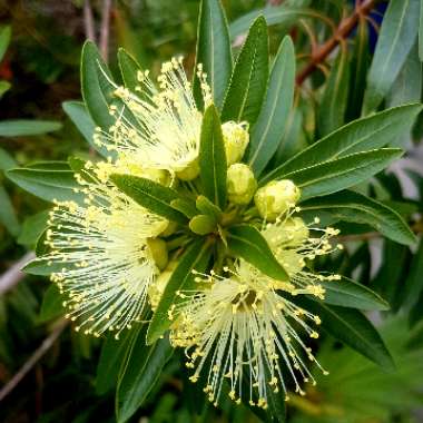 Xanthostemon chrysanthus