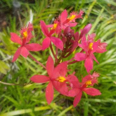 Epidendrum ibaguense 'Red'