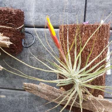 Tillandsia schiedeana