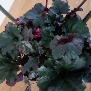 Heuchera 'Black Sea'