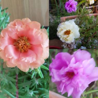 Portulaca grandiflora 'Everbloom' (Mix)