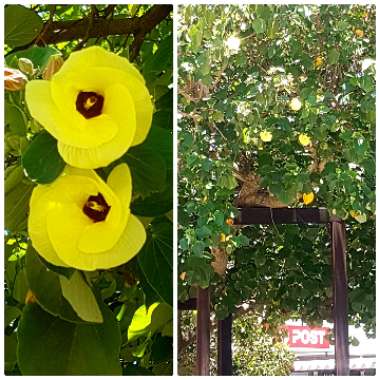 Hibiscus tiliaceus