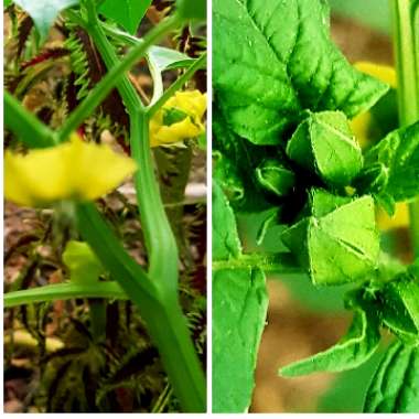 Physalis philadelphica 'Verde'