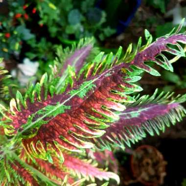 Solenostemon scutellarioides 'Bone Fish' (Under The Sea Series)