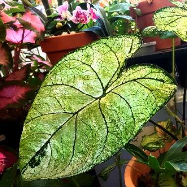 Caladium