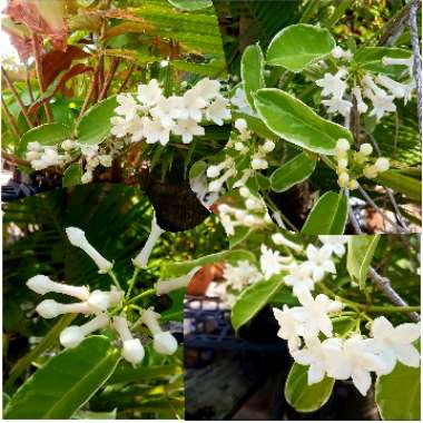 Stephanotis floribunda