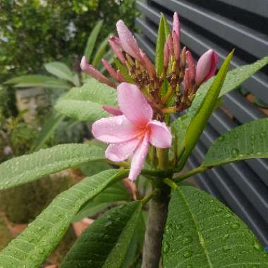 Plumeria Rubra 'Darwin Blues'