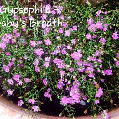 Gypsophila muralis 'Gypsy Deep Rose'