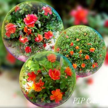 Portulaca grandiflora 'Everbloom' (Mix)