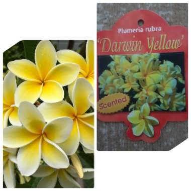 Plumeria Rubra 'Darwin Yellow'