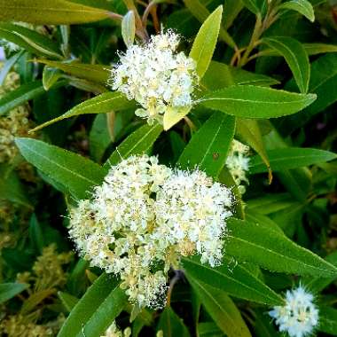 Backhousia citriodora