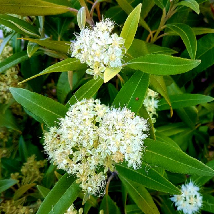 Plant image Backhousia citriodora