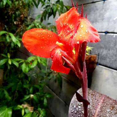 Canna 'Lon01' syn. Canna 'Tropicanna Black'