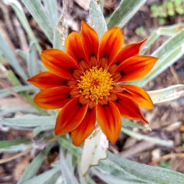 Gazania Rigens 'Gazoo Red'