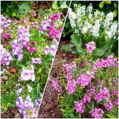 Angelonia Angustifolia