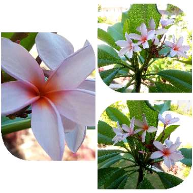 Plumeria Rubra 'Darwin Blues'