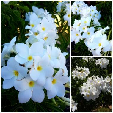 Plumeria pudica