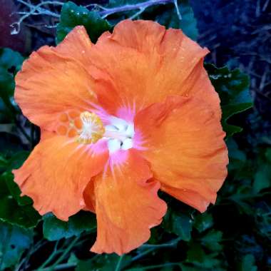 Hibiscus rosa-sinensis 'Sunburst'