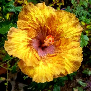 Hibiscus rosa-sinensis 'Uubeecee'