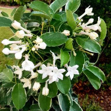 Stephanotis floribunda