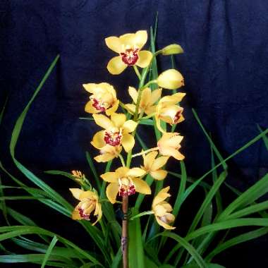 Cymbidium Tropical 'The Brightest'