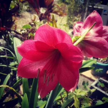 Hippeastrum 'The Bellinger'