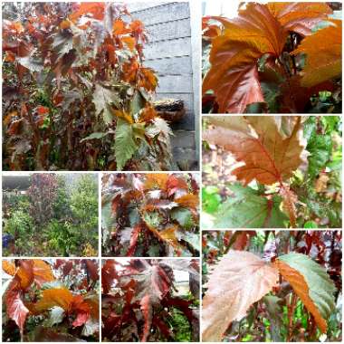 Acalypha wilkesiana 'Raggedy Ann'