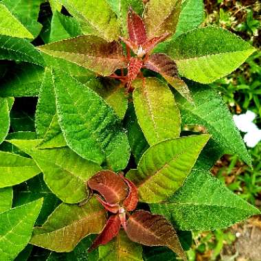 Euphorbia pulcherrima