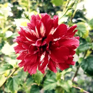 Hibiscus rosa-sinensis 'Pride of Hankins'