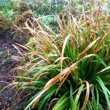 Lomandra longifolia