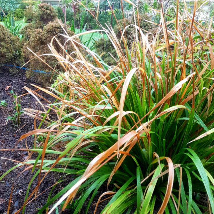 Plant image Lomandra longifolia