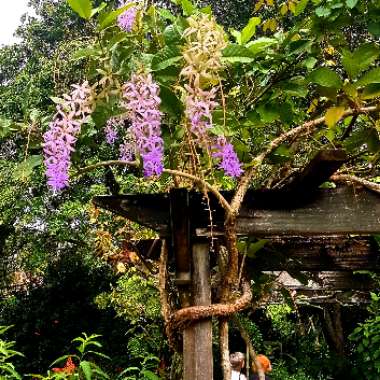 Petrea volubilis