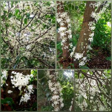 Phaleria Clerodendron