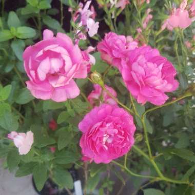 Rosa 'Cameo'