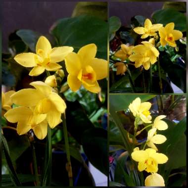 Spathoglottis Orchid 'Lemon Kiss'