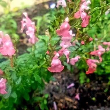 Salvia greggii 'Peach'