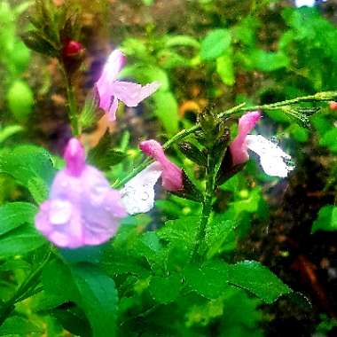 Salvia 'Denver'