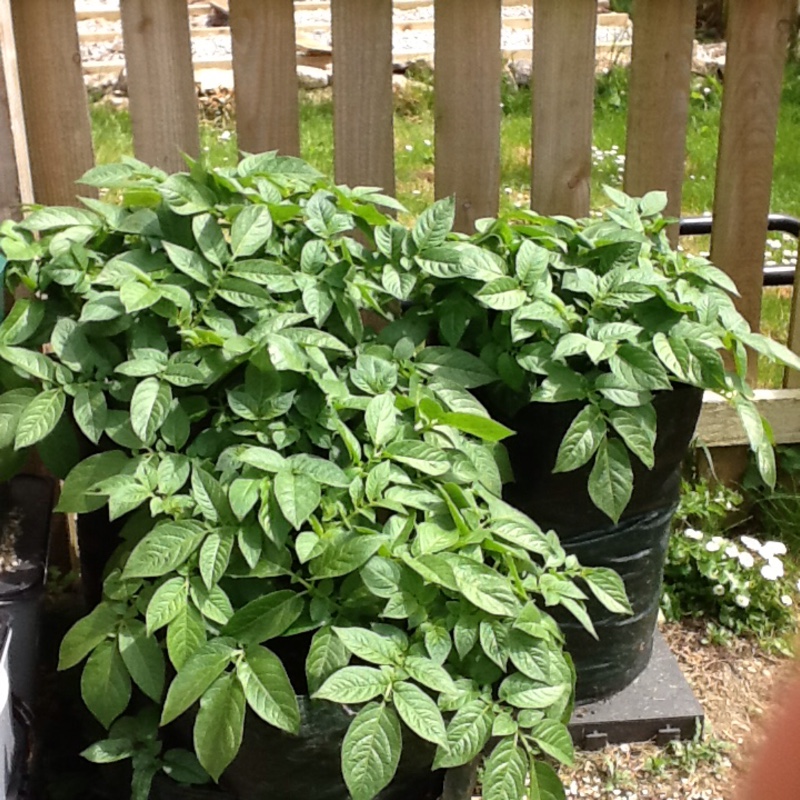 Plant image Solanum tuberosum 'Maris Piper'